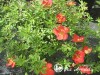 Sidabražolė krūminė 'Marian Red Robin' (lot. Potentilla fruticosa)